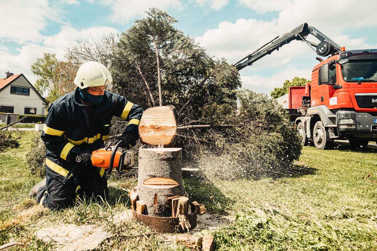 Best Tree Trimming Near Me  in USA